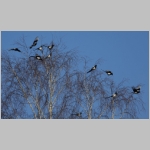 Pica pica - Elster 08.jpg